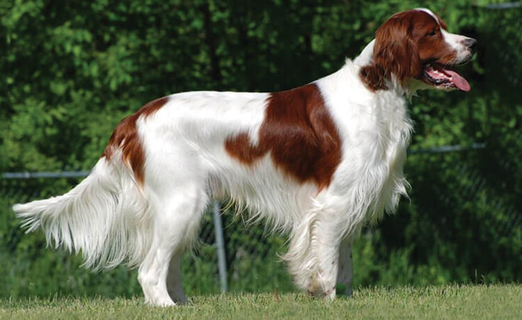 Irish Red and White Setter
